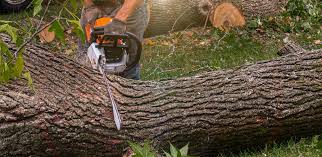 How Our Tree Care Process Works  in  Tarentum, PA